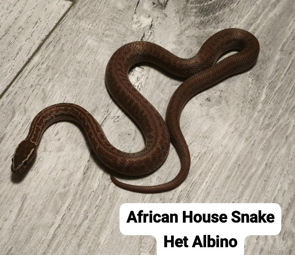 Șarpe African House