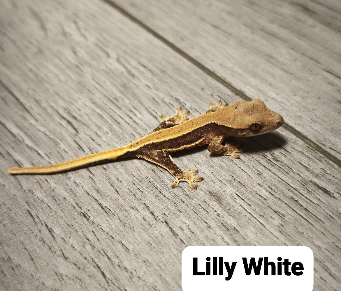 Gecko Lilly White