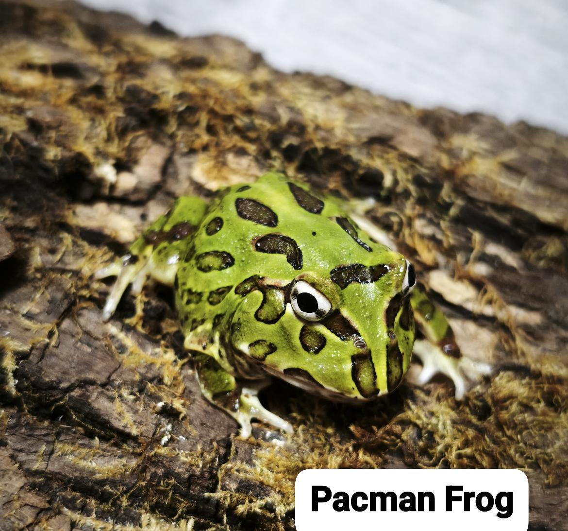Broască Pacman